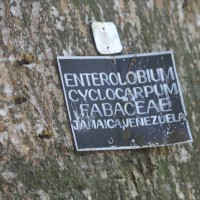 Enterolobium cyclocarpum (Jacq.) Griseb.